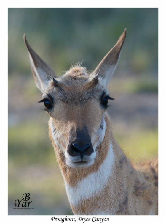 Voyages et safari photo au Botswana 36