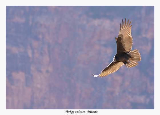 Voyages et safari photo au Botswana 16