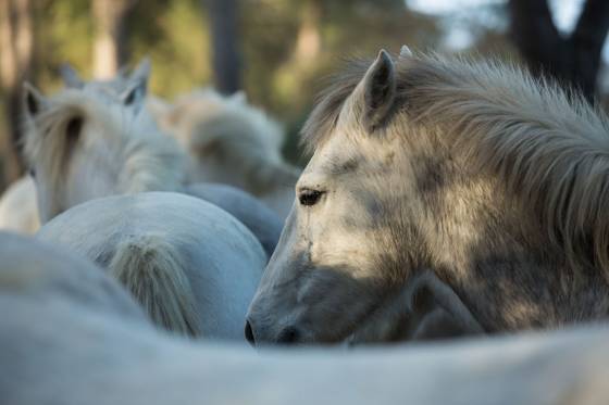 Voyages et stages photo en Camargue 10