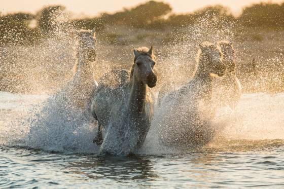 Voyages et stages photo en Camargue 27