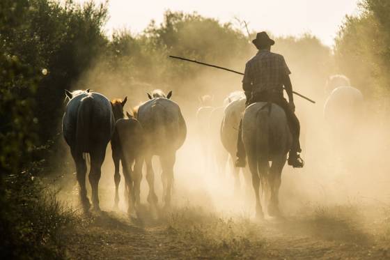 Voyages et stages photo en Camargue 33