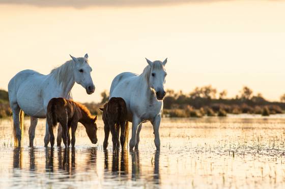 Voyages et stages photo en Camargue 12