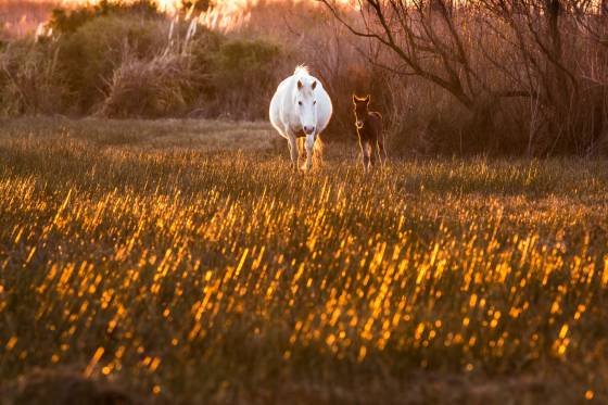 Voyages et stages photo en Camargue 39