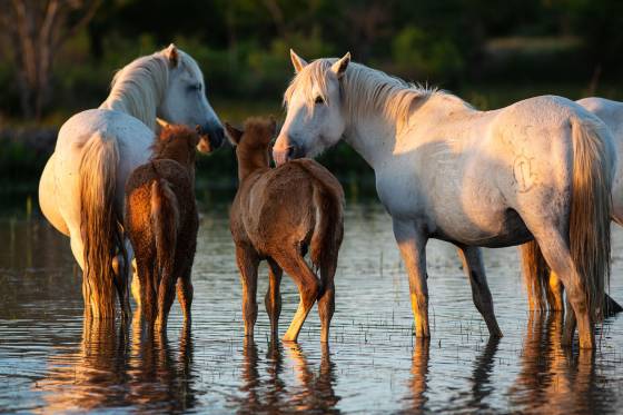 Voyages et stages photo en Camargue 14