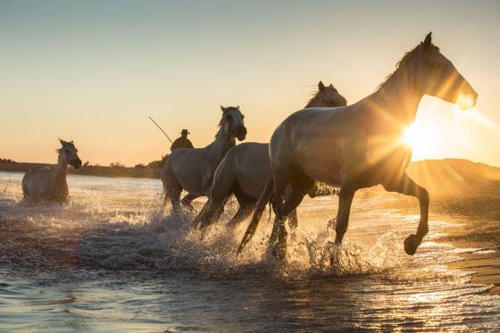 Voyages et stages photo en Camargue 15