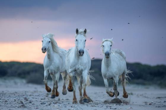 Voyages et stages photo en Camargue 17