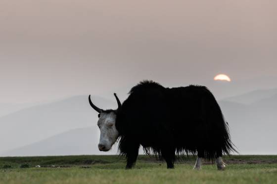 Voyages et stages photo en Camargue 30