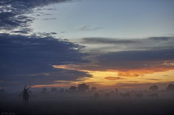 Voyage stage safari photo Afrique 20