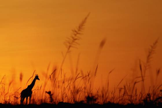 Voyage stage safari photo Afrique 30