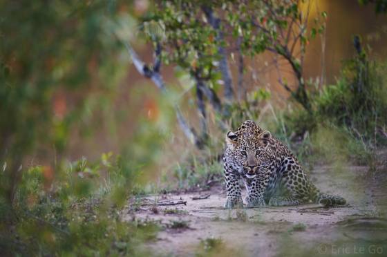 Voyage stage safari photo Afrique 32