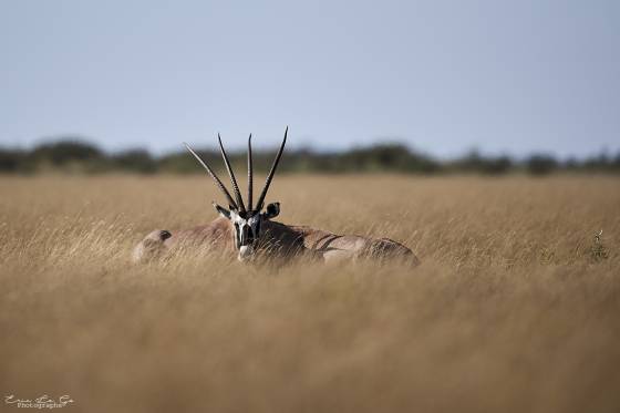 Voyage stage safari photo Afrique 13