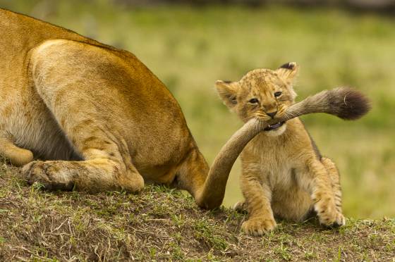 Voyages et stages photo en Afrique 24