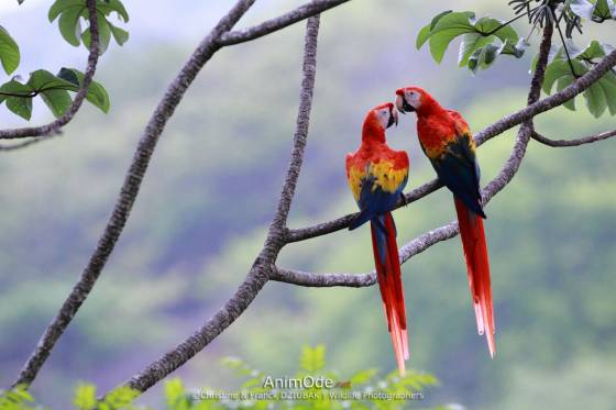 Voyage safari photo Costa Rica 16