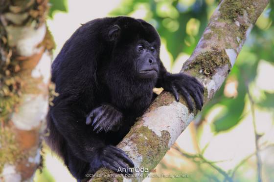 Voyage safari photo Costa Rica 19