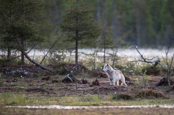 voyage stage safari photo Finlande 17