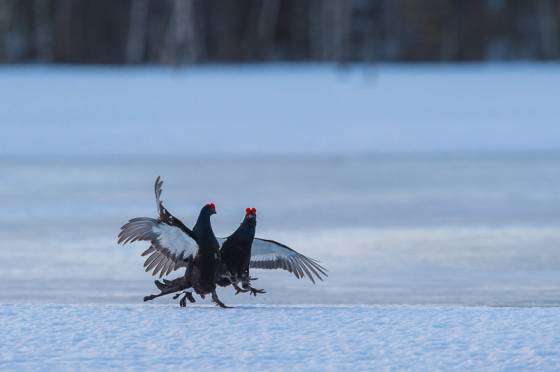 voyage stage safari photo Finlande 31